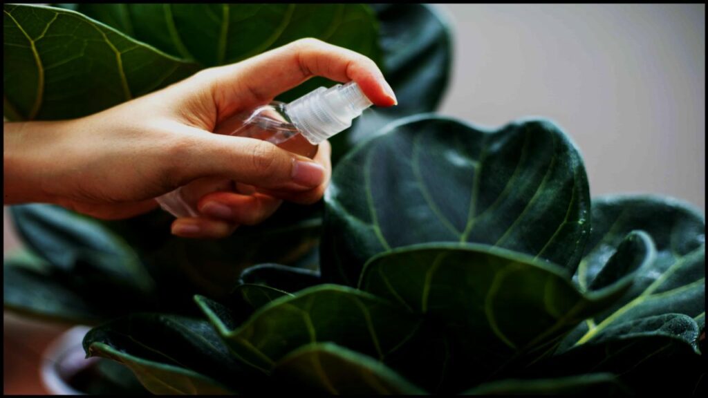 This Watering Trick Is the Secret to a Lush, Long-Living Fiddle Leaf Fig 1 This Watering Trick Is the Secret to a Lush, Long-Living Fiddle Leaf Fig