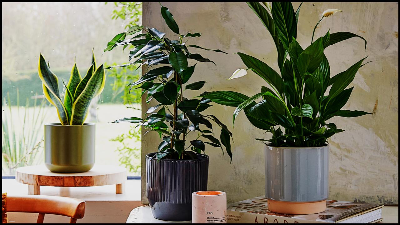 Want a Naturally Fresh-Smelling Home? Try These Fragrant Indoor Plants