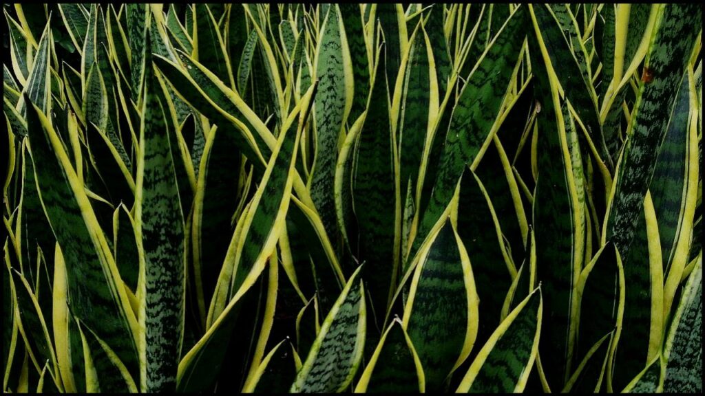 What Happens When You Plant a Snake Plant Outside? A Horticulturist Reveals the Shocking Truth 1 What Happens When You Plant a Snake Plant Outside? A Horticulturist Reveals the Shocking Truth
