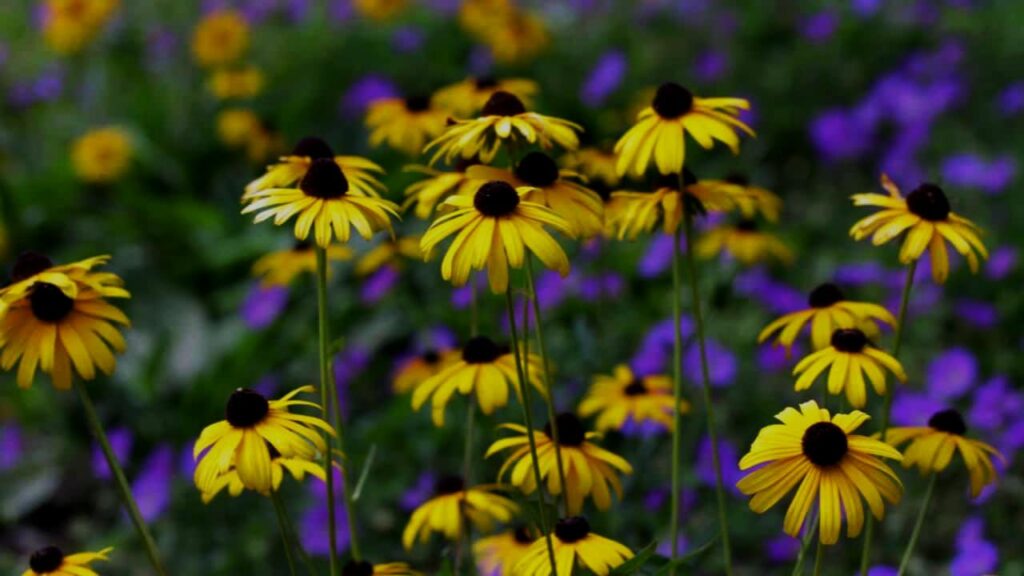 Why Gardeners Swear by Black-Eyed Susans—And How to Make Them Thrive 1 Why Gardeners Swear by Black-Eyed Susans—And How to Make Them Thrive