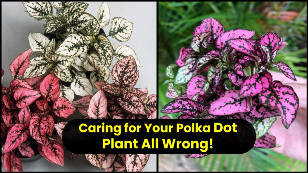 You’re Probably Caring for Your Polka Dot Plant All Wrong—Here’s What Experts Say to Do Instead 1 You’re Probably Caring for Your Polka Dot Plant All Wrong—Here’s What Experts Say to Do Instead