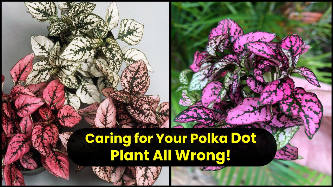 You’re Probably Caring for Your Polka Dot Plant All Wrong—Here’s What Experts Say to Do Instead