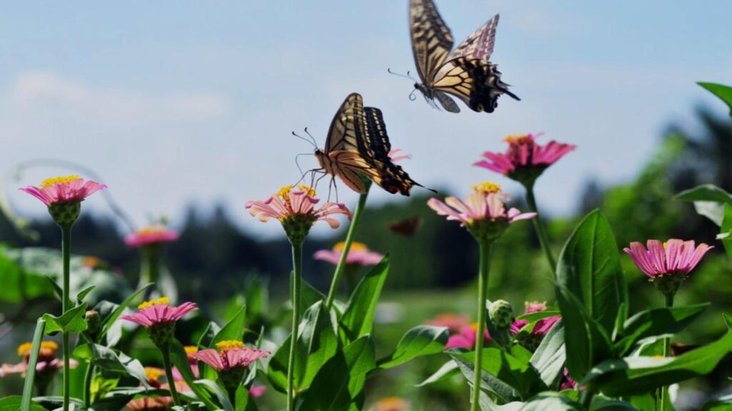 5 Common Reasons Butterflies Skip Your Yard