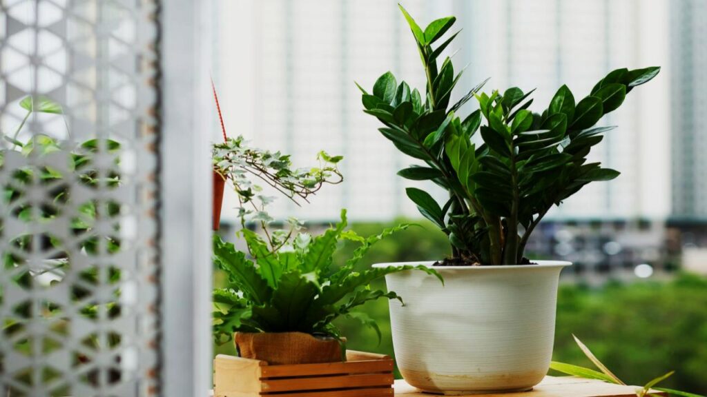 ZZ Plant