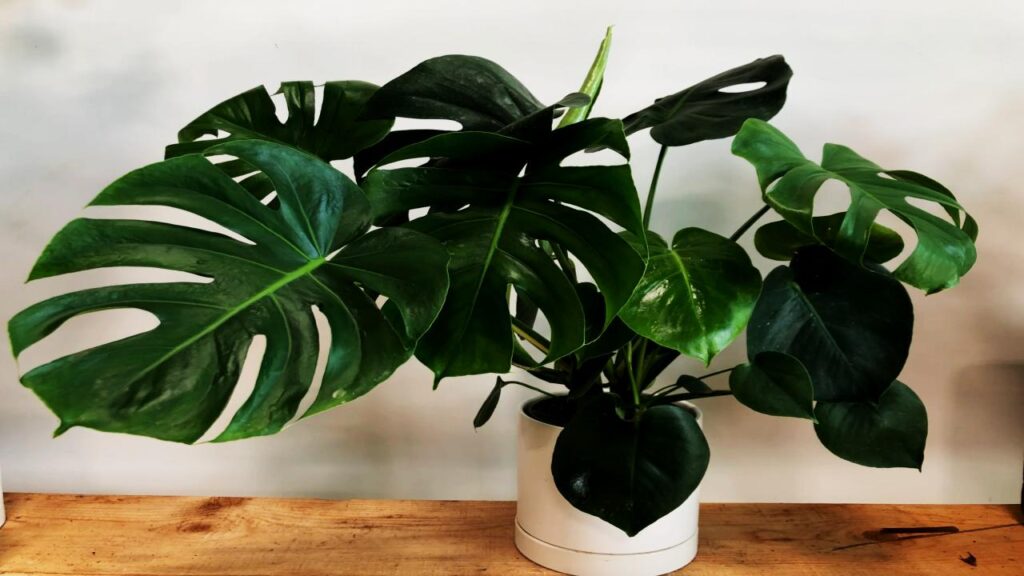 Striking Monstera Deliciosa