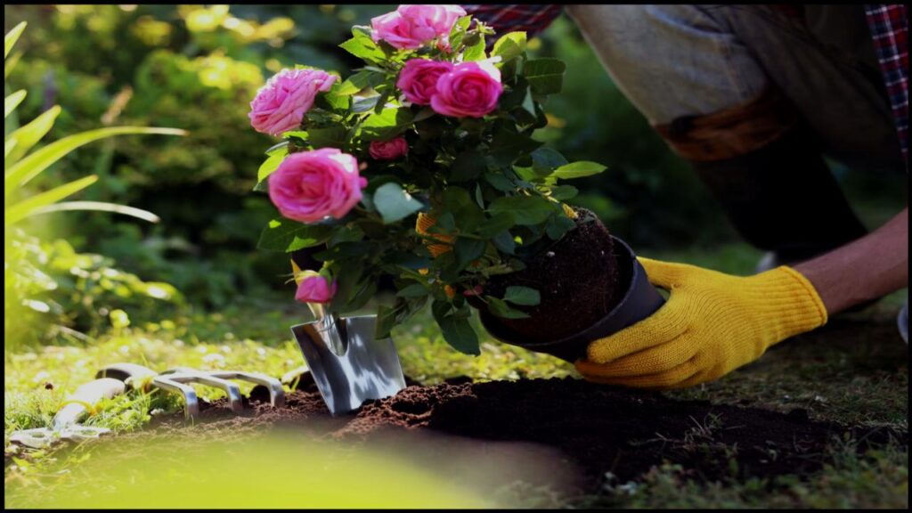 9 Rose-Care Mistakes Even Experienced Gardeners Make—Fix Them Fast 1 9 Rose-Care Mistakes Even Experienced Gardeners Make—Fix Them Fast