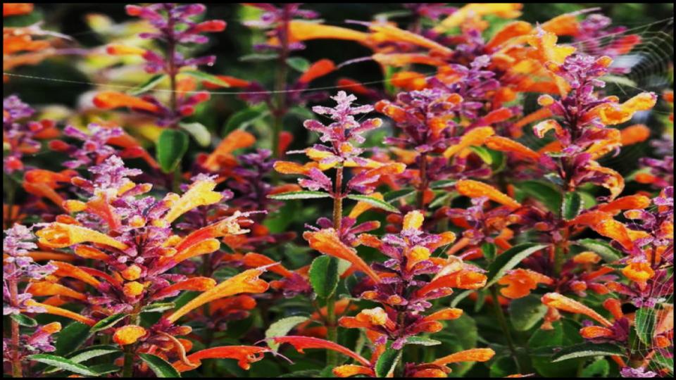 Agastache