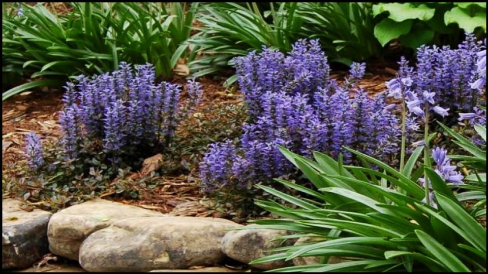 21 Soil-Saving Plants Every Gardener Should Be Growing 2 Bugleweed