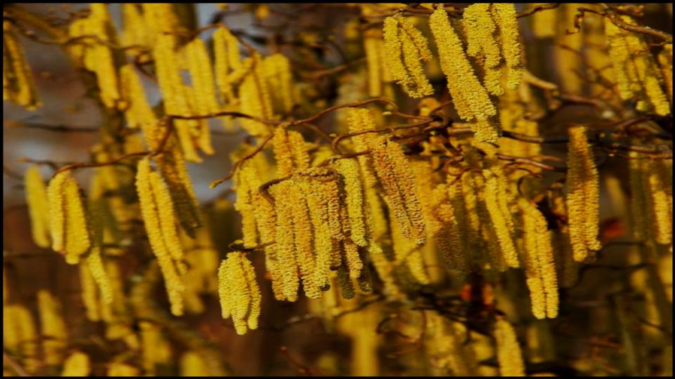 American Hazelnut