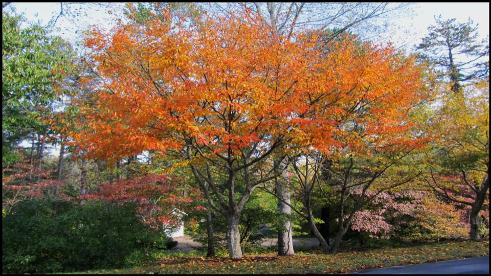 American Hornbeam