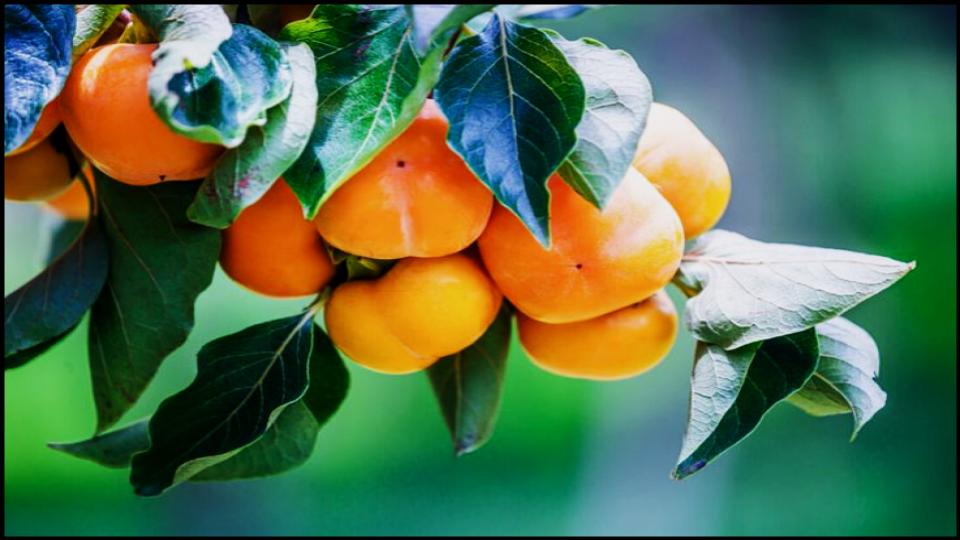 8 Fruit Trees So Easy Grow Themselves—Anywhere 4 Persimmon