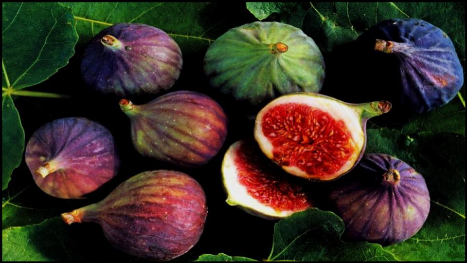 8 Fruit Trees So Easy Grow Themselves—Anywhere 3 Fig