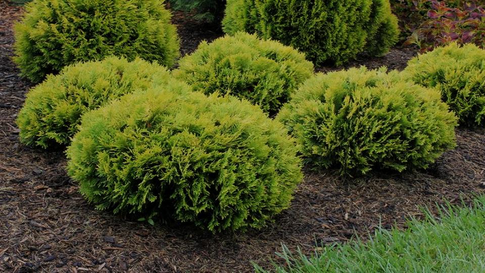 'Emerald Green' Arborvitae 