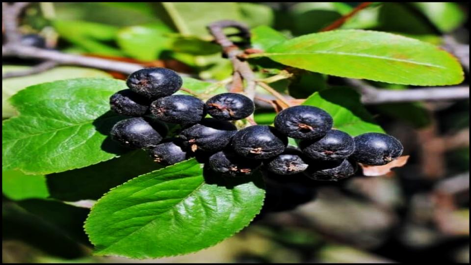 These 7 Hardy Fruit Trees Make Cold-Weather Gardening a Breeze 9 Aronia Berry