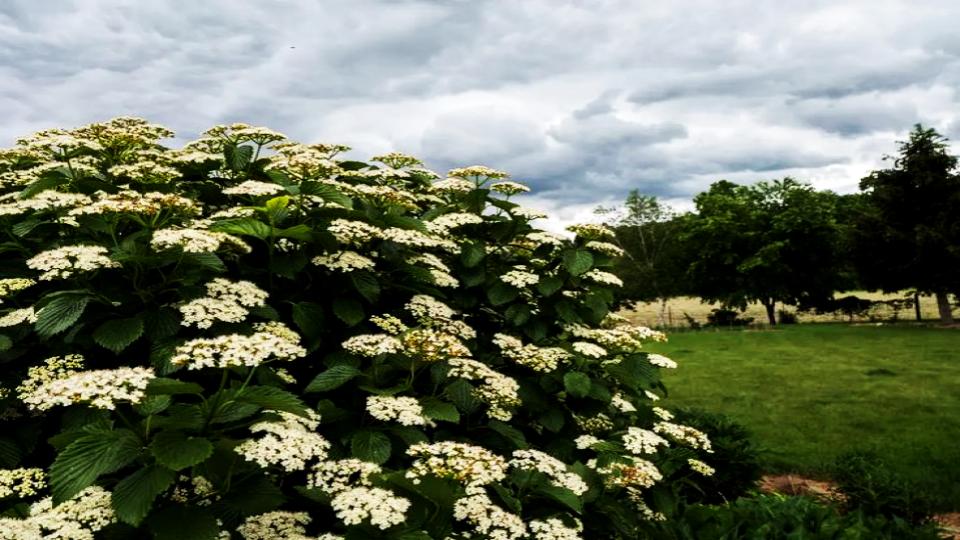 Arrowwood Viburnum