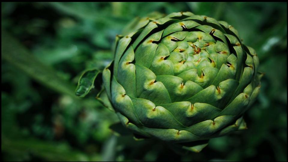 9 Vegetables not to Grow in Pots—Experts Explain Why 9 Artichokes