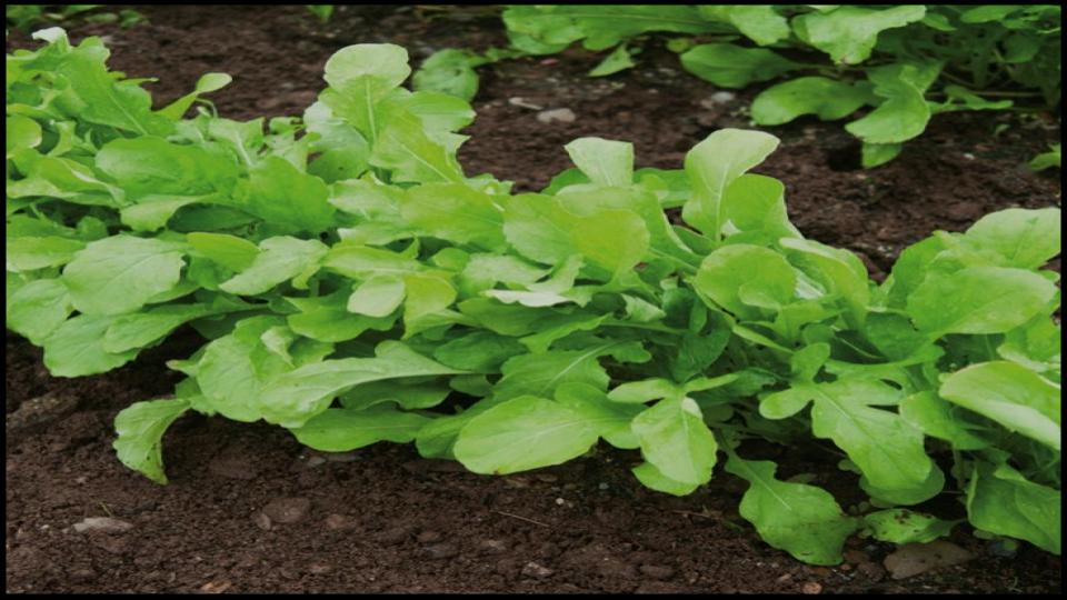 12 Secret Vegetables That Actually Do Better When Planted Late 11 Arugula