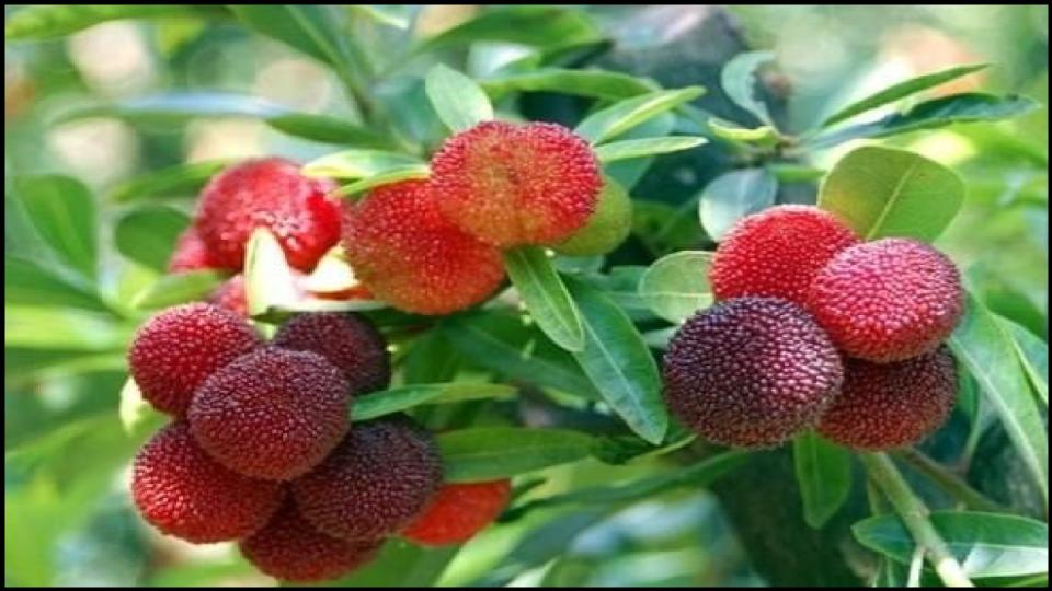 Bayberry 