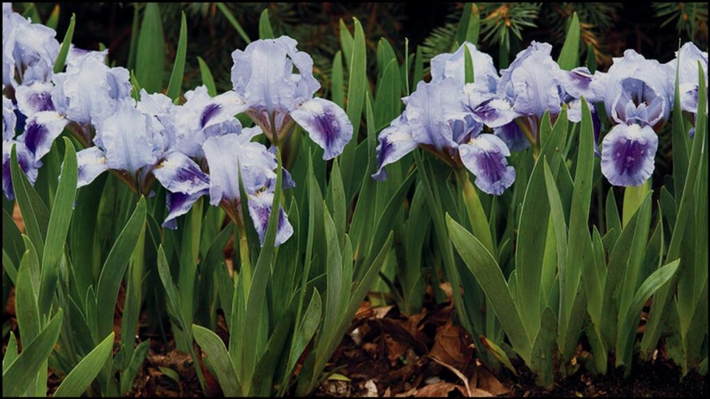 Avoid These 10 Plants at All Costs If You Have Clay Soil—Experts Reveal Why 9 Bearded Iris (Iris germanica)