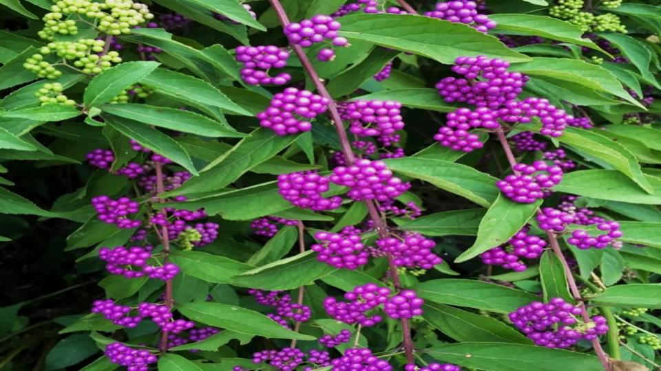 Beautyberry 