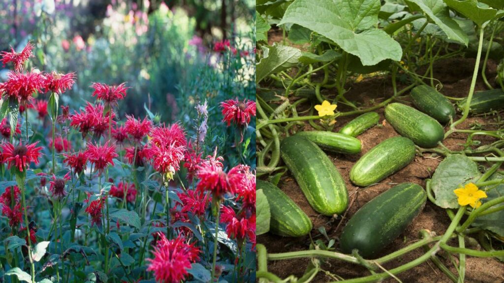 10 Surprising Plant Duos That Can Destroy Each Other 10 Bee Balm (Monarda) and Cucumbers