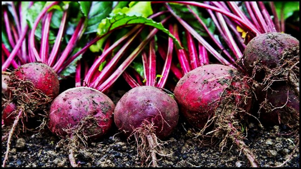 12 Secret Vegetables That Actually Do Better When Planted Late 4 Beets