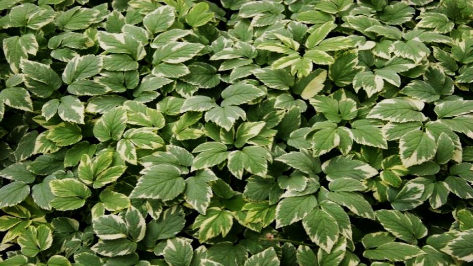 8 Popular Plants for Small Yards That Are a Nightmare—Here’s Why 9 Bishop’s Weed / Goutweed