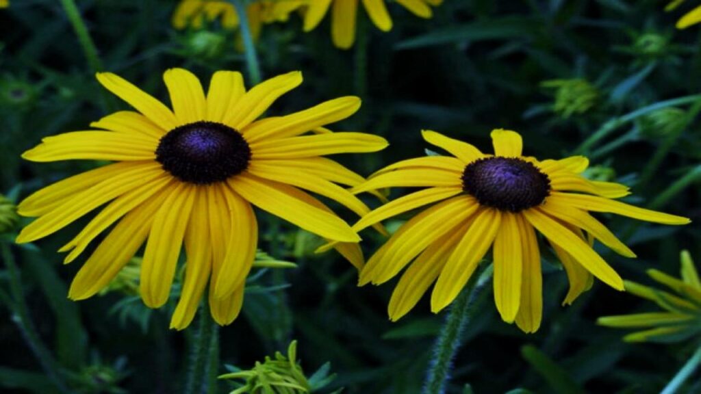 9 Climbing Plants That Turn Pots into Vertical Garden Masterpieces. 6 Black-Eyed Susan
