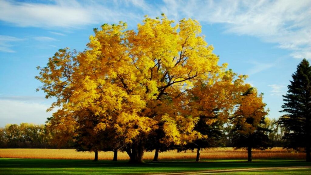 Black Walnut