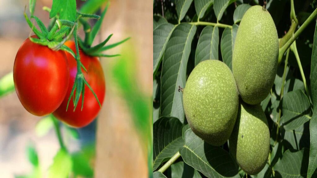 10 Surprising Plant Duos That Can Destroy Each Other 9 Black Walnut Trees and Tomatoes