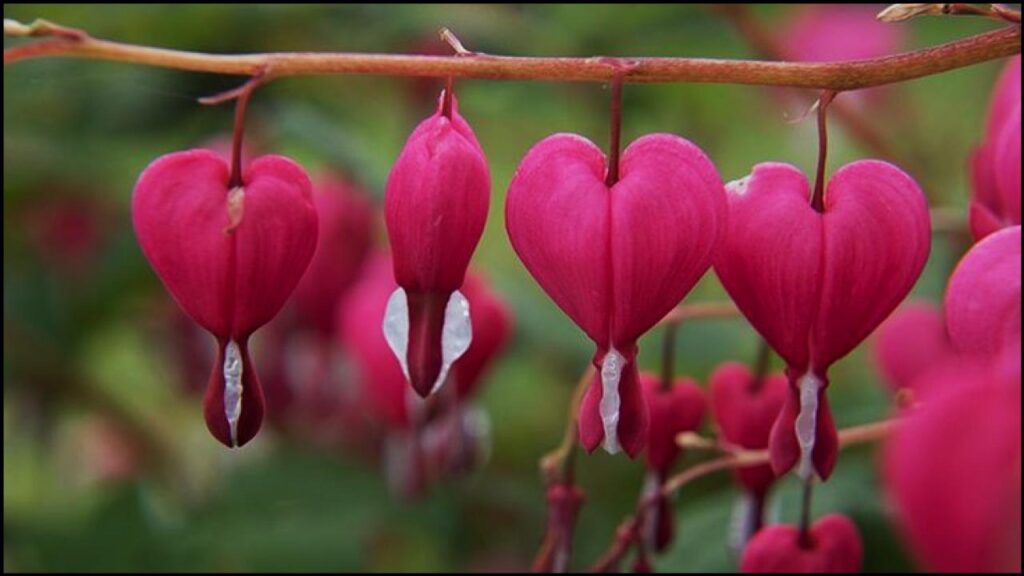 12 Fast-Growing Native Plants and Bring Instant Color to Your Garden 7 Bleeding Heart