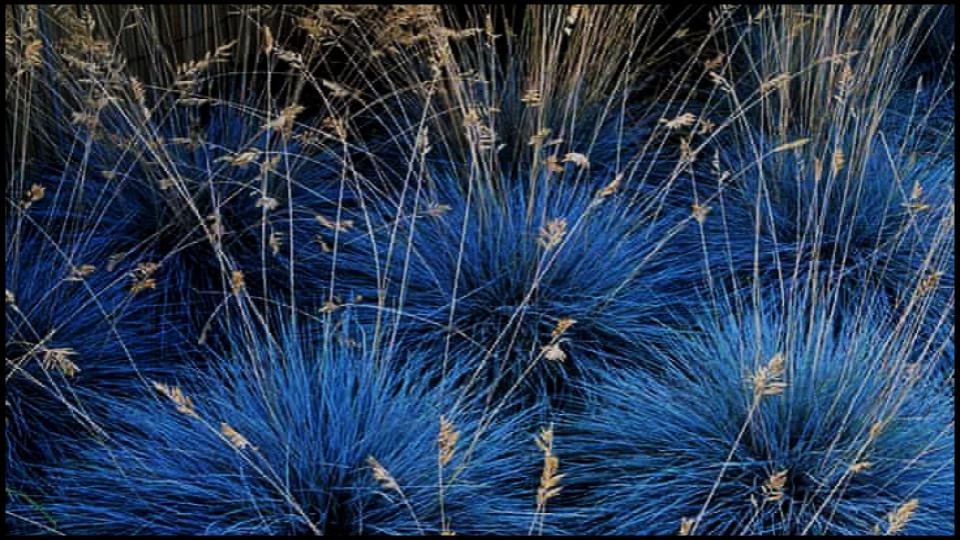 Blue Fescue