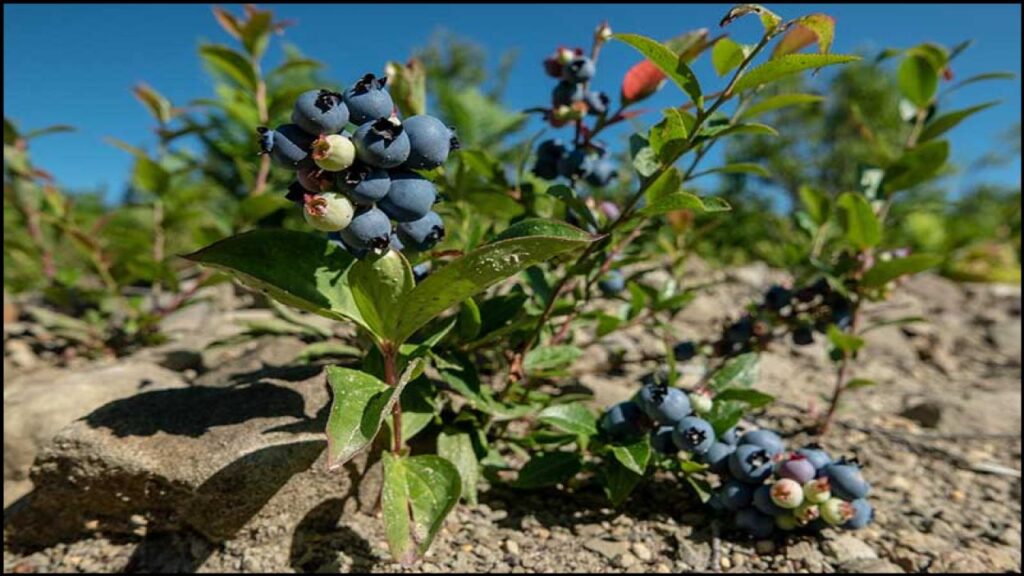 Avoid These 10 Plants at All Costs If You Have Clay Soil—Experts Reveal Why 11 Blueberry (Vaccinium species)