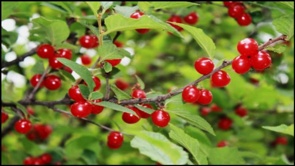 8 Fruit Trees So Easy Grow Themselves—Anywhere 10 Bush Cherry