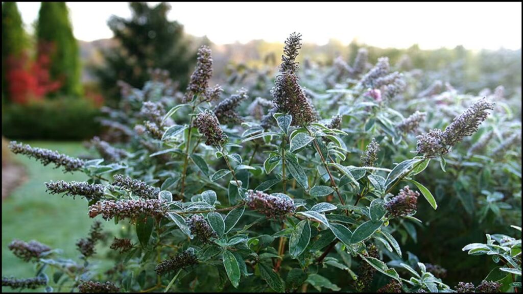 Avoid These 10 Plants at All Costs If You Have Clay Soil—Experts Reveal Why 12 Butterfly Bush (Buddleja davidii)