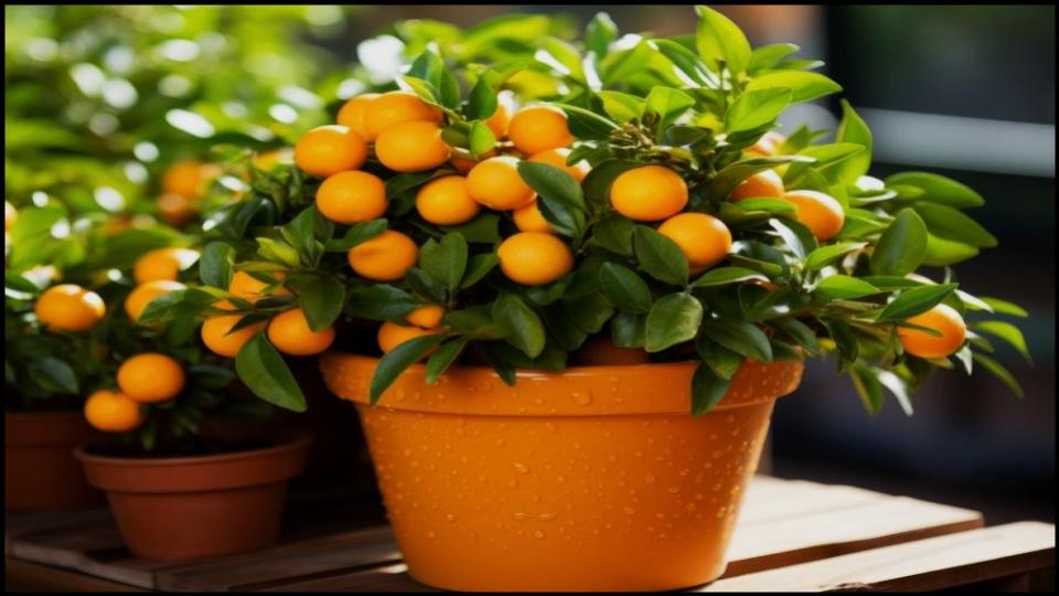 8 Delicious Fruits You Can Grow in Pots—Even on a Tiny Balcony 9 Calamondin Orange