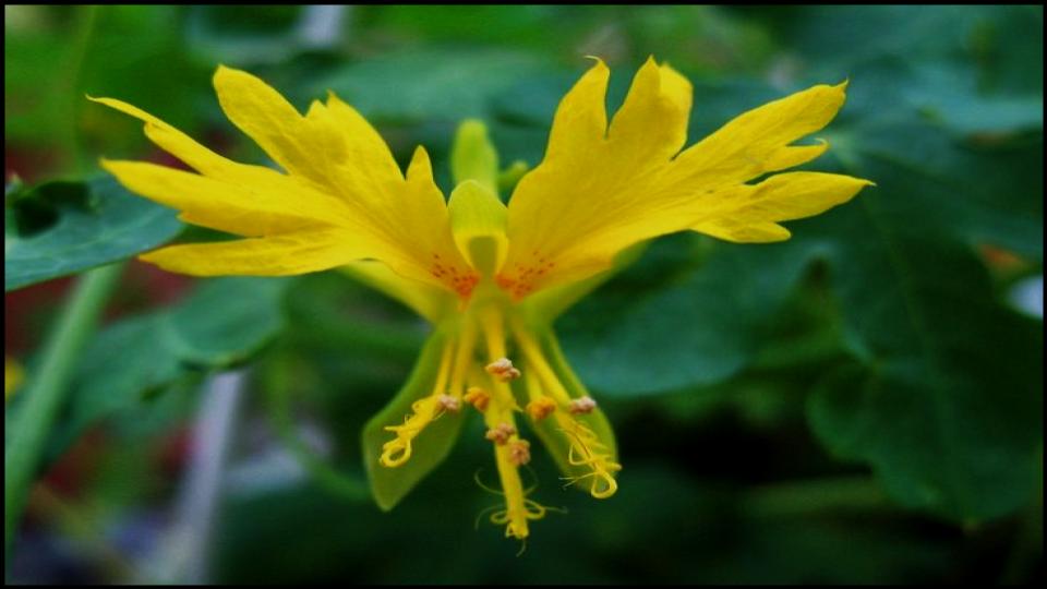 9 Climbing Plants That Turn Pots into Vertical Garden Masterpieces. 9 Canary Creeper