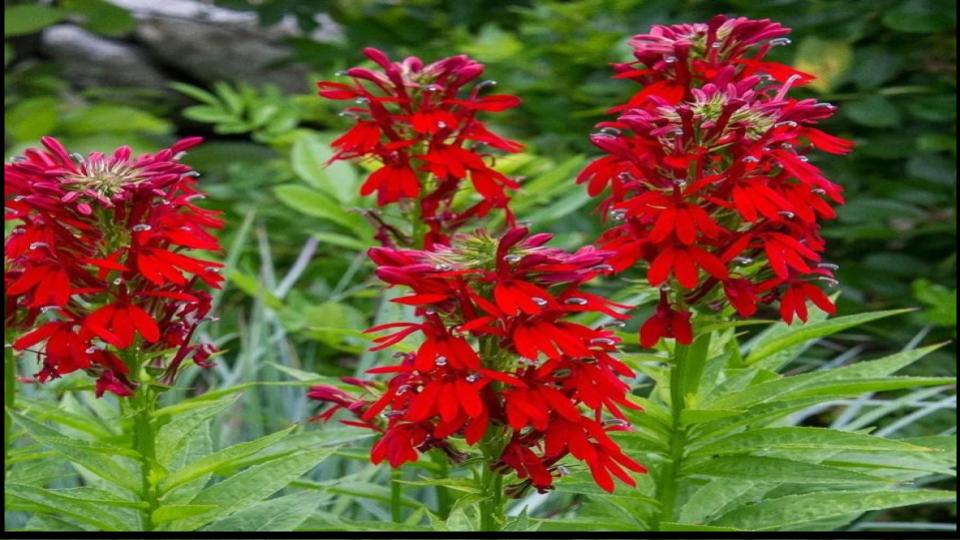 12 Fast-Growing Native Plants and Bring Instant Color to Your Garden 9 Cardinal Flower