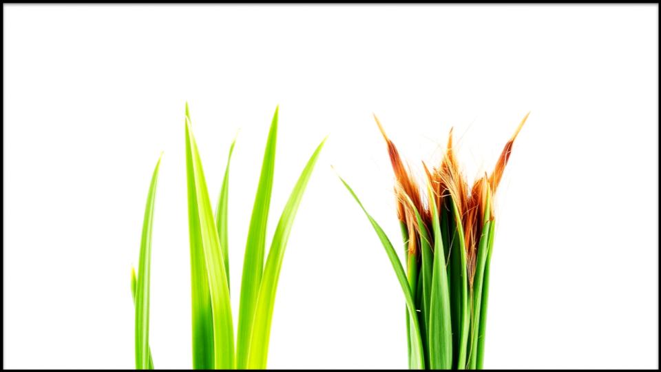 6 Blade Mistakes That Could Be Turning Your Lawn into a Mess 2 Cardinal Sin