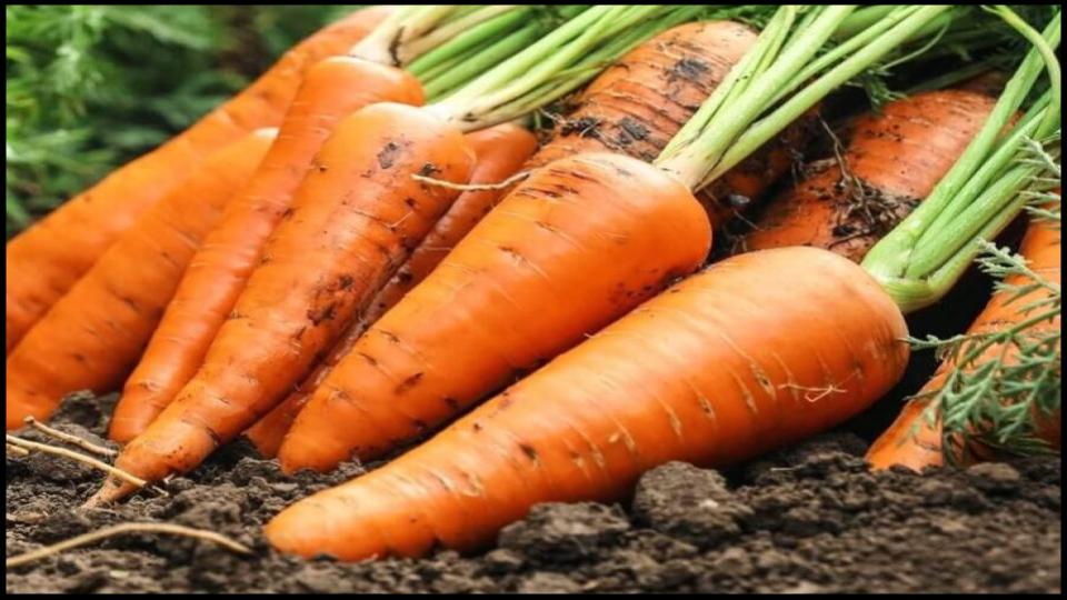 12 Secret Vegetables That Actually Do Better When Planted Late 3 Carrots