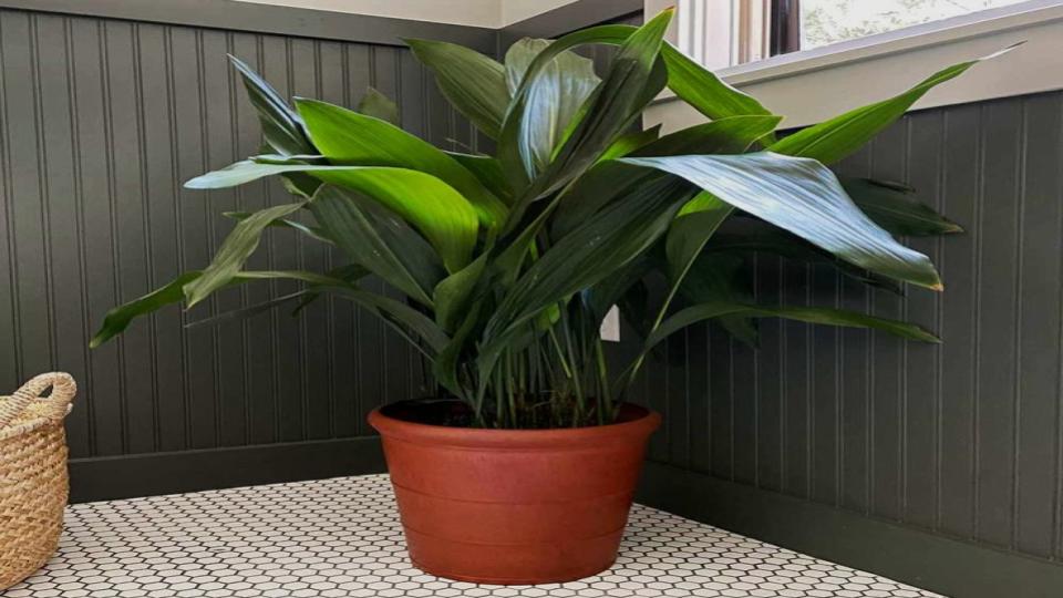 Cast Iron Plant