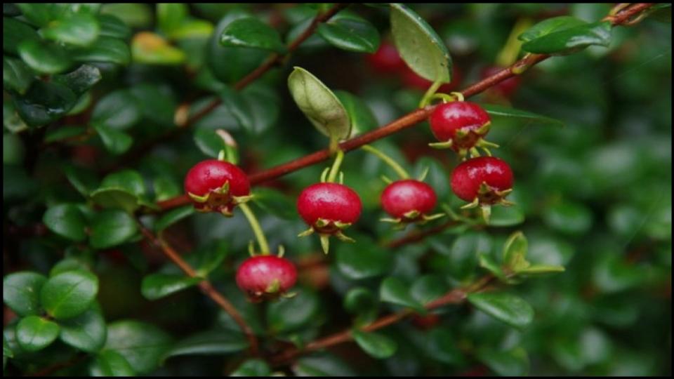 Chilean Guava