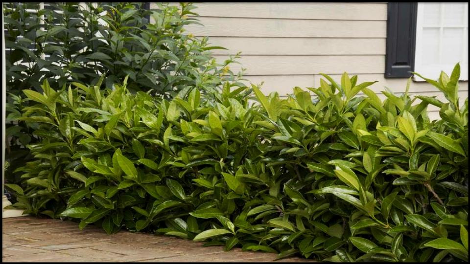 14 Fast-Growing Hedges That Block Nosy Neighbors Naturally 7 Chindo Viburnum