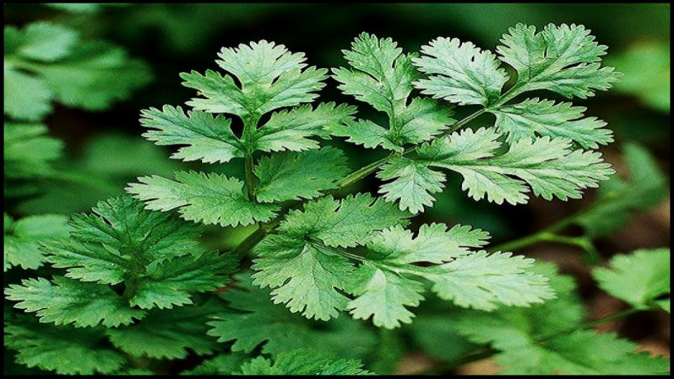 12 Secret Vegetables That Actually Do Better When Planted Late 14 Cilantro