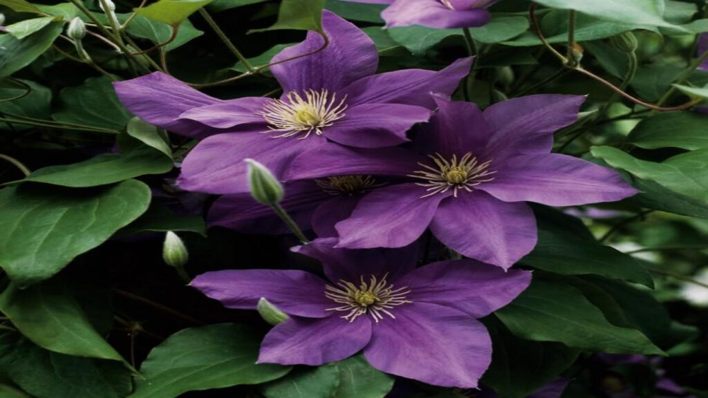 9 Climbing Plants That Turn Pots into Vertical Garden Masterpieces. 4 Clematis