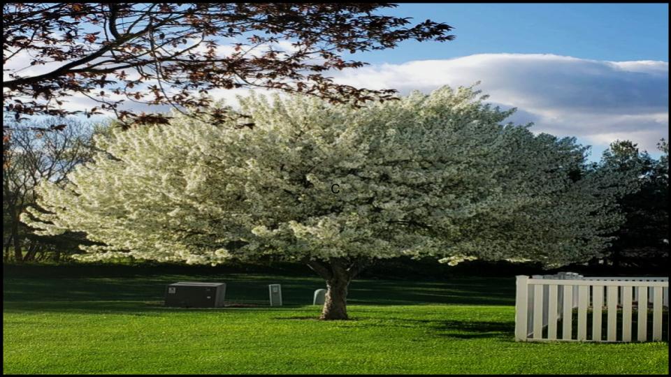 9 Fast-Growing Flowering Trees That’ll Explode with Color in Just One Season 10 Cleveland Select Pear