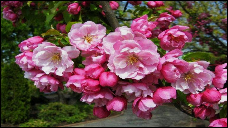 9 Climbing Plants That Turn Pots into Vertical Garden Masterpieces. 10 Climbing Miniature Rose