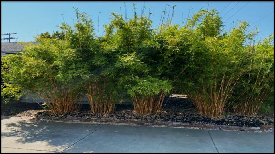 14 Fast-Growing Hedges That Block Nosy Neighbors Naturally 15 Clumping Bamboo