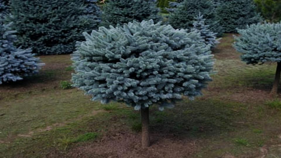 Colorado Blue Spruce 