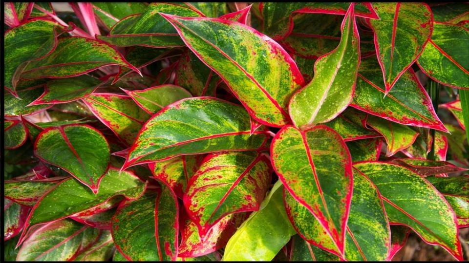 Colorful Chinese Evergreen